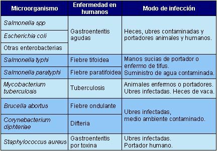 microorganismos en la leche