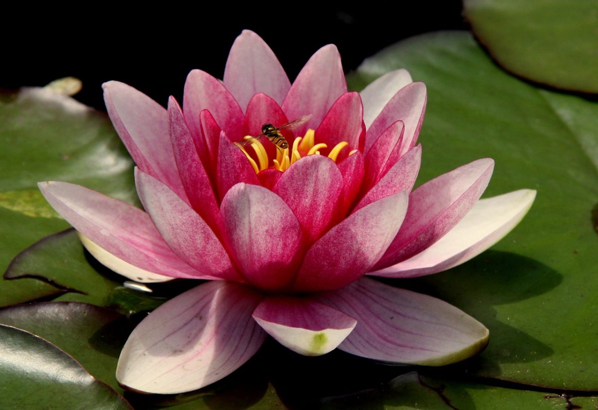 La flor de loto, una planta acuática habitual en los estanques