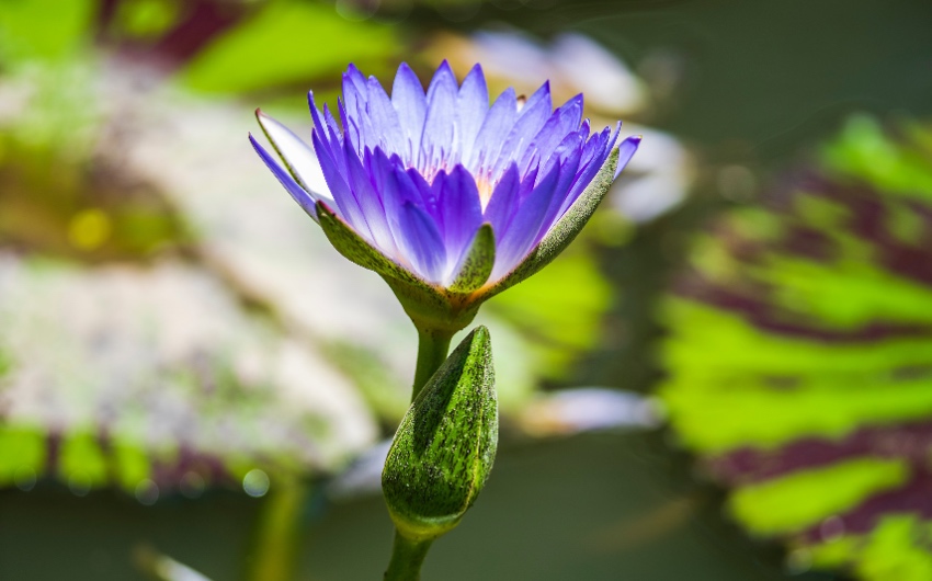 Flor de loto: cómo cuidar y cultivar esta planta acuática