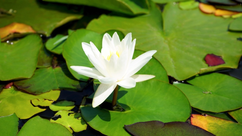 Flor de Loto - Información, biología, simbología y budismo