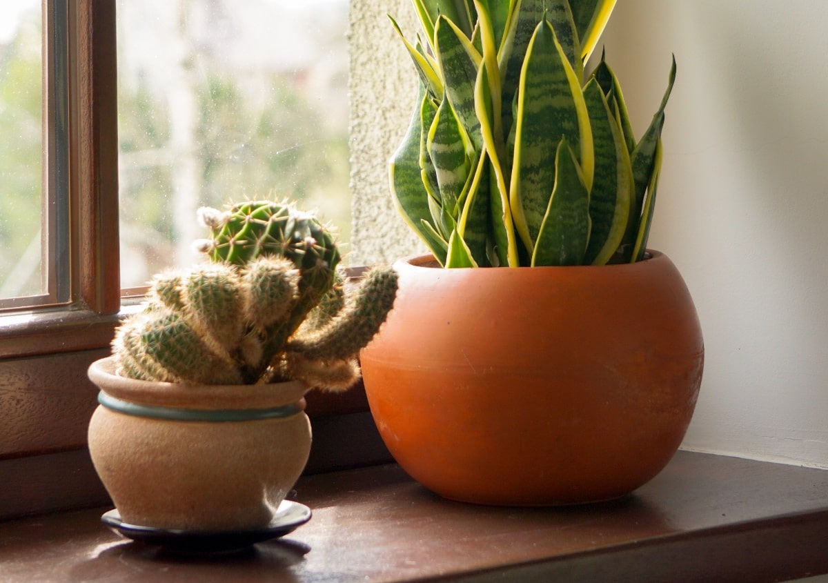 Cactus-decoración-decor-de-casa-estilo-de-hogar