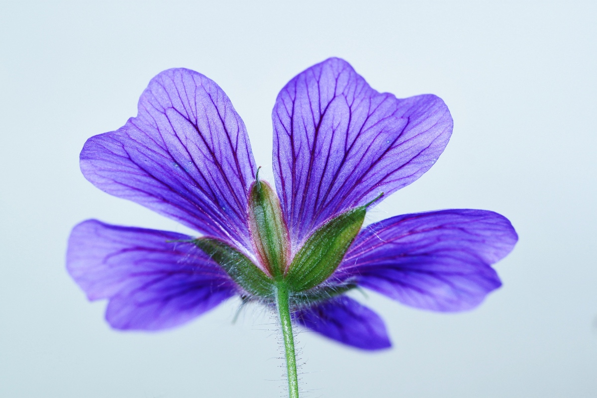 Álbum 200+ flor violeta