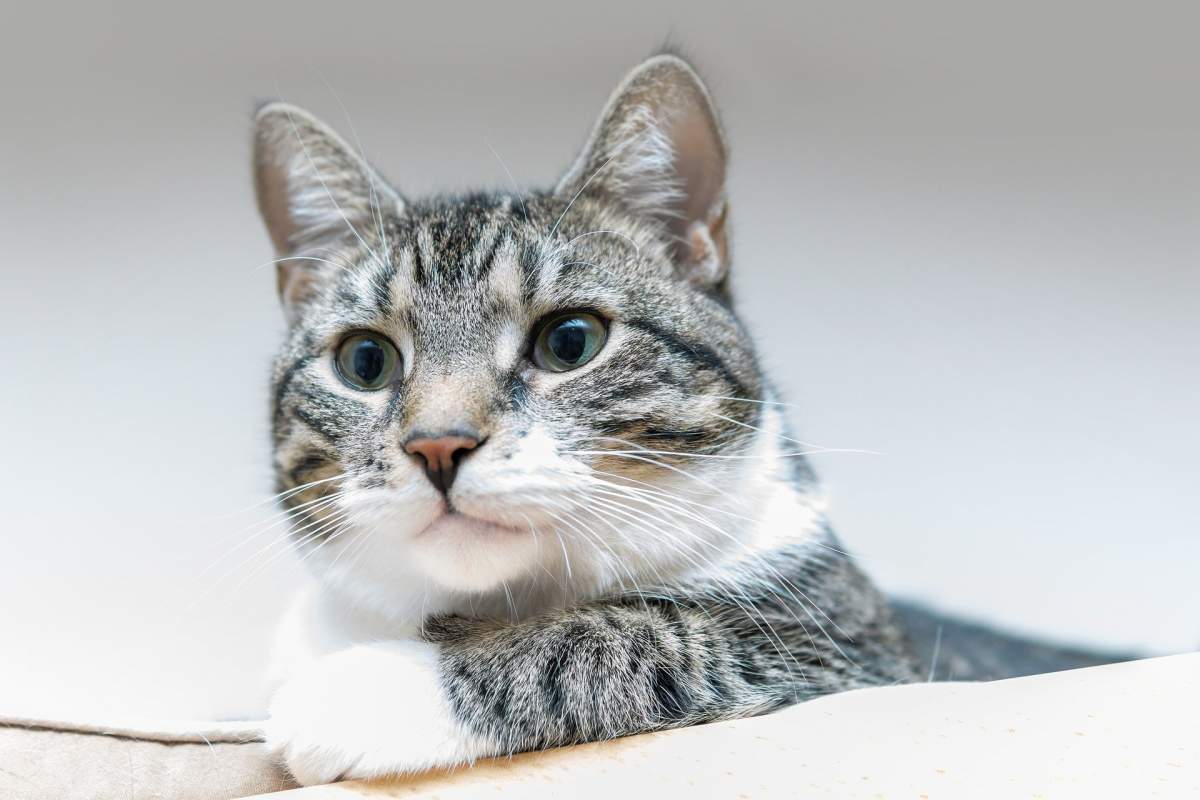 Feromonas para gatos: ¿son buenas para gatos estresados?, Salud del gato y  cuidados