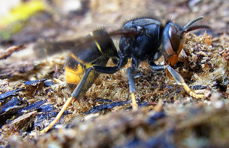 AVISPA ASIÁTICA  Cómo identificar a la avispa asiática o vespa velutina