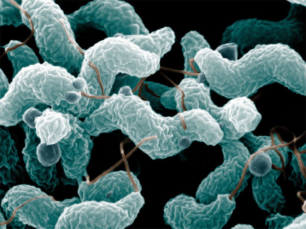 Img campylobacter hd