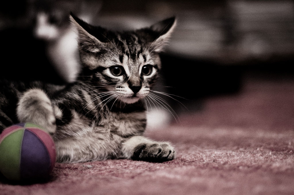 Sangrar Globo título Cinco juguetes para gatos hechos con calcetines | Consumer