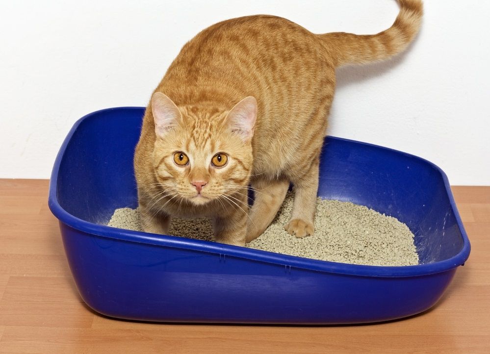 Cómo hacer que gato use la caja de arena? | Consumer