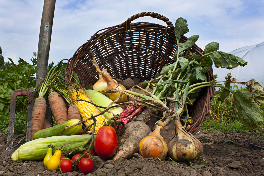 seguridad-alimentaria-desde-los-cultivos-consumer