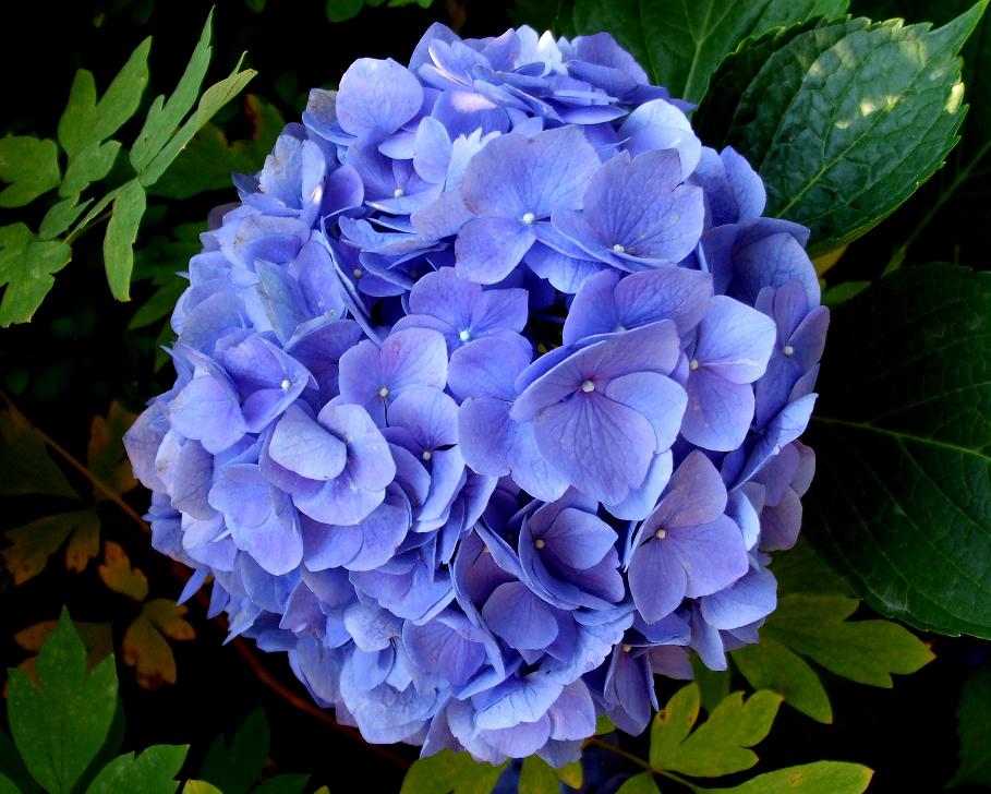 Corona de Paniculata y Hortensia Azul