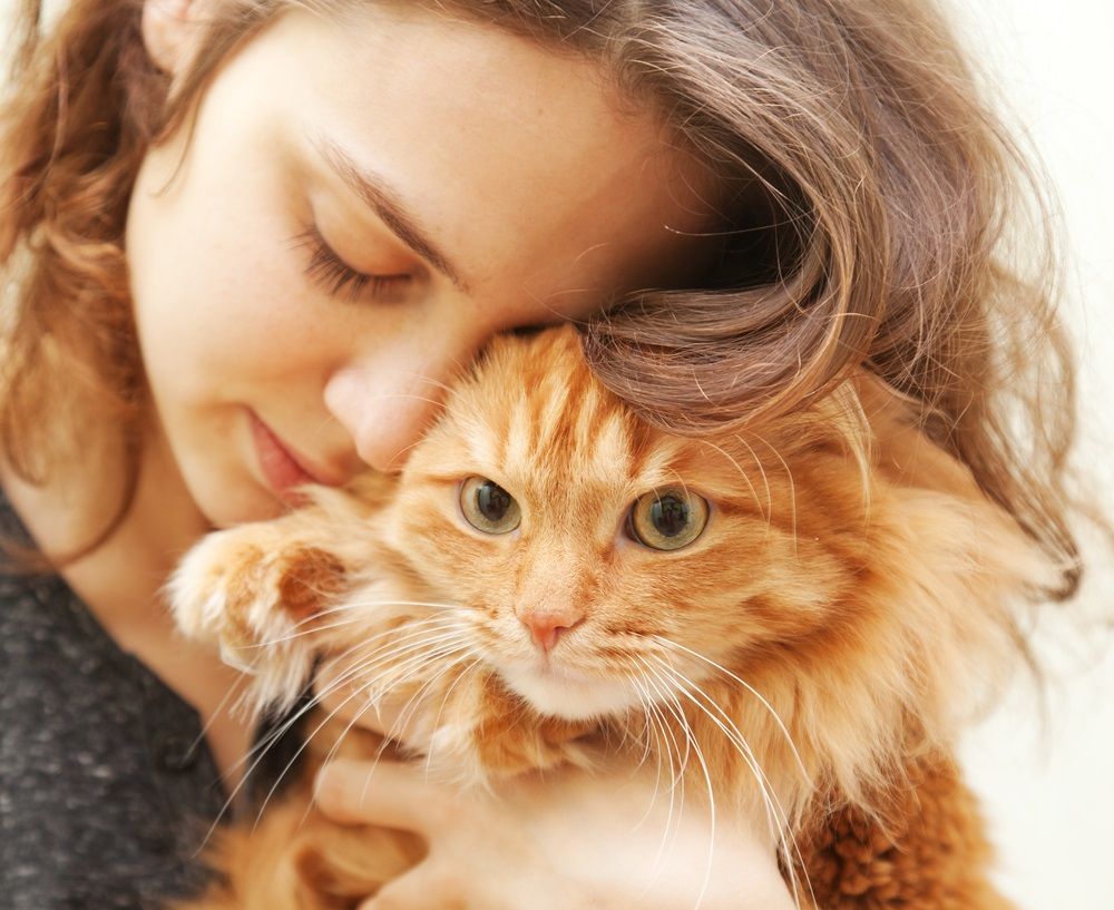 O que cuidar em um gato após a morte do irmão? : r/ApoioVet