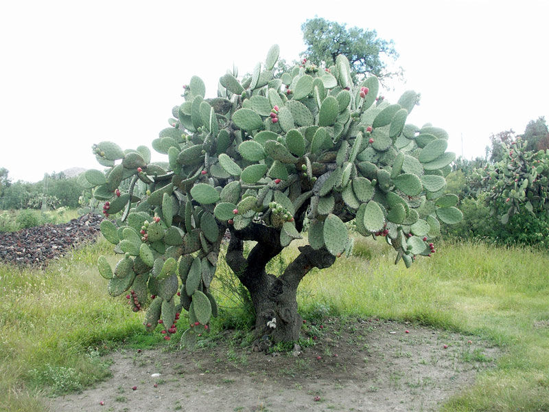 Quien quiere uno ? #pelanopales #mexico #comidamexicana #nopales