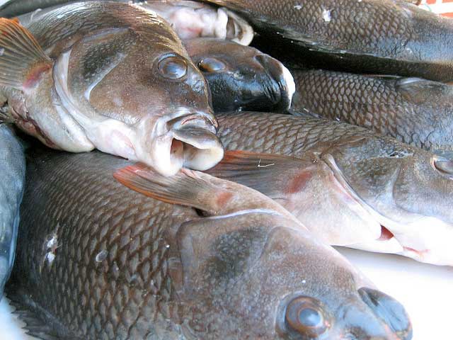 Comer pescado sin riesgo | Consumer