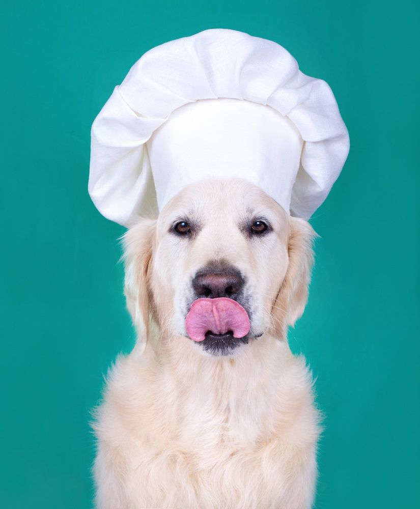 Cocina casera para perros: cinco recetas rápidas, saludables y baratas |  Consumer
