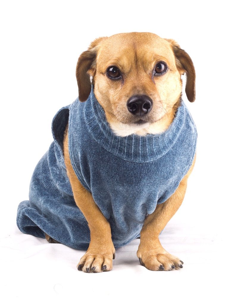 Cómo hacer ropa para perros en casa? | Consumer