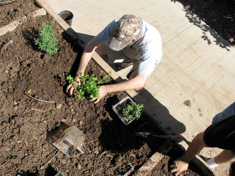 Claves para realizar un trasplante vegetal | Consumer