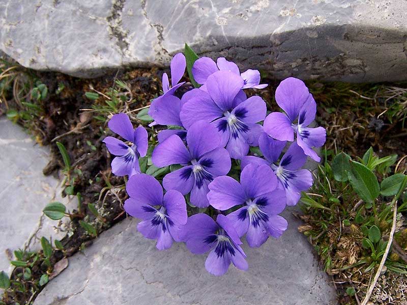 La violeta, una pequeña planta muy perfumada | Consumer