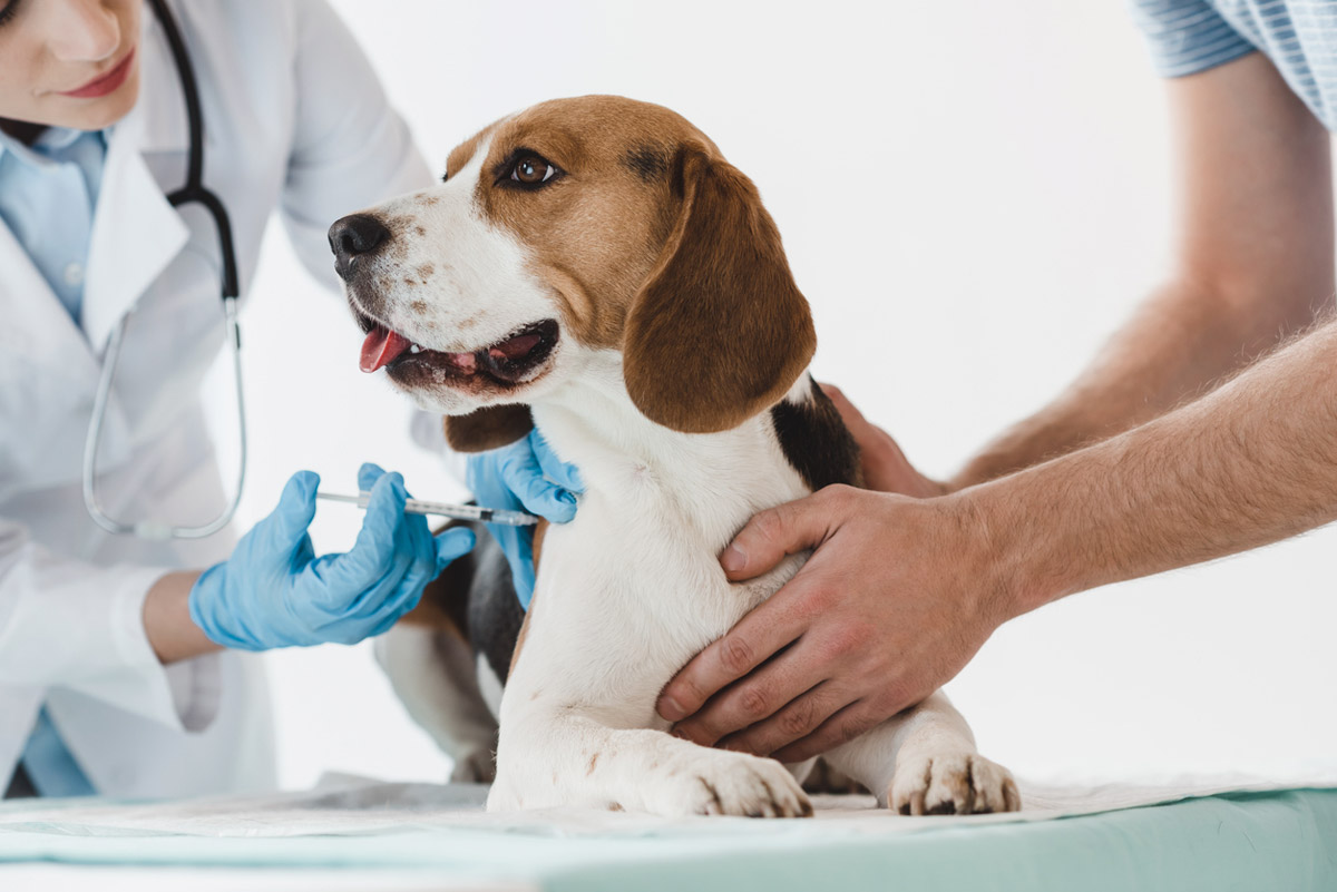 vacunas-para-perros.jpg