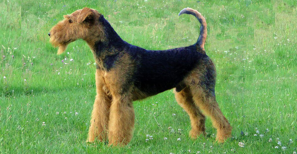 como cortar el pelo de un airedale terrier