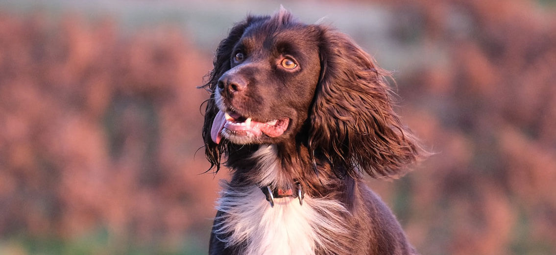 qué tipo de juguetes para perros le gustan a un cocker spaniel inglés