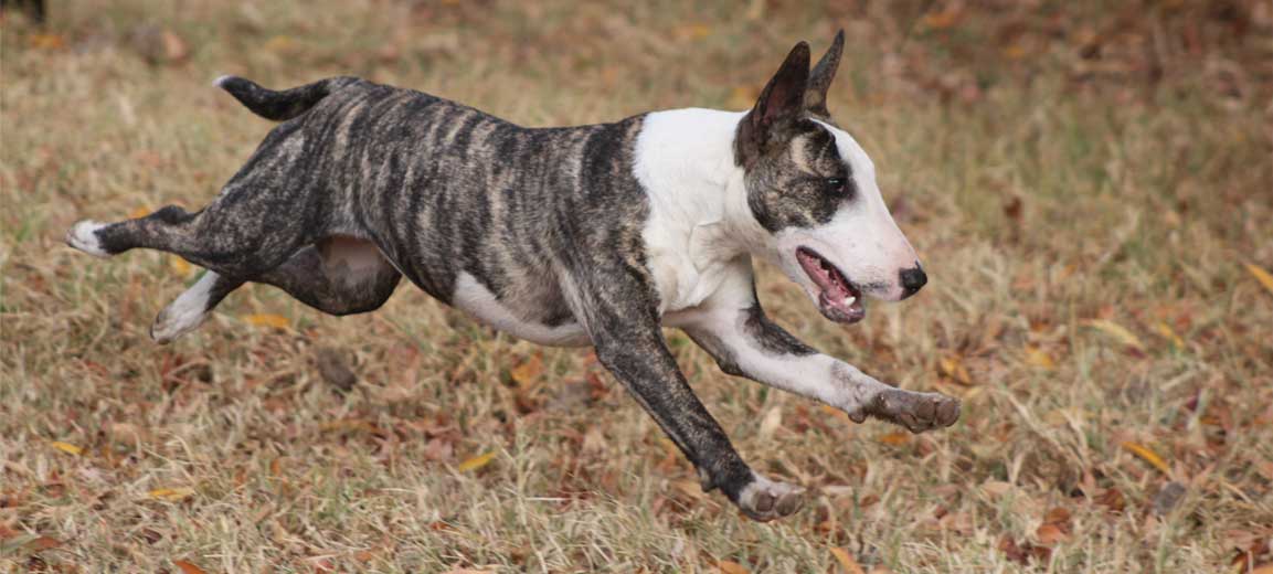 puede un terrier brasileiro vivir en malasia