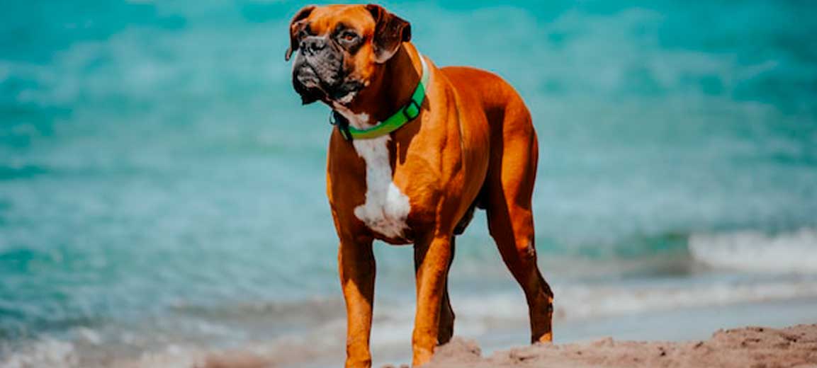 es boxer un buen perro de familia