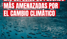 Las especies marinas más amenazadas por el cambio climático