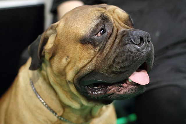 bullmastiff_5