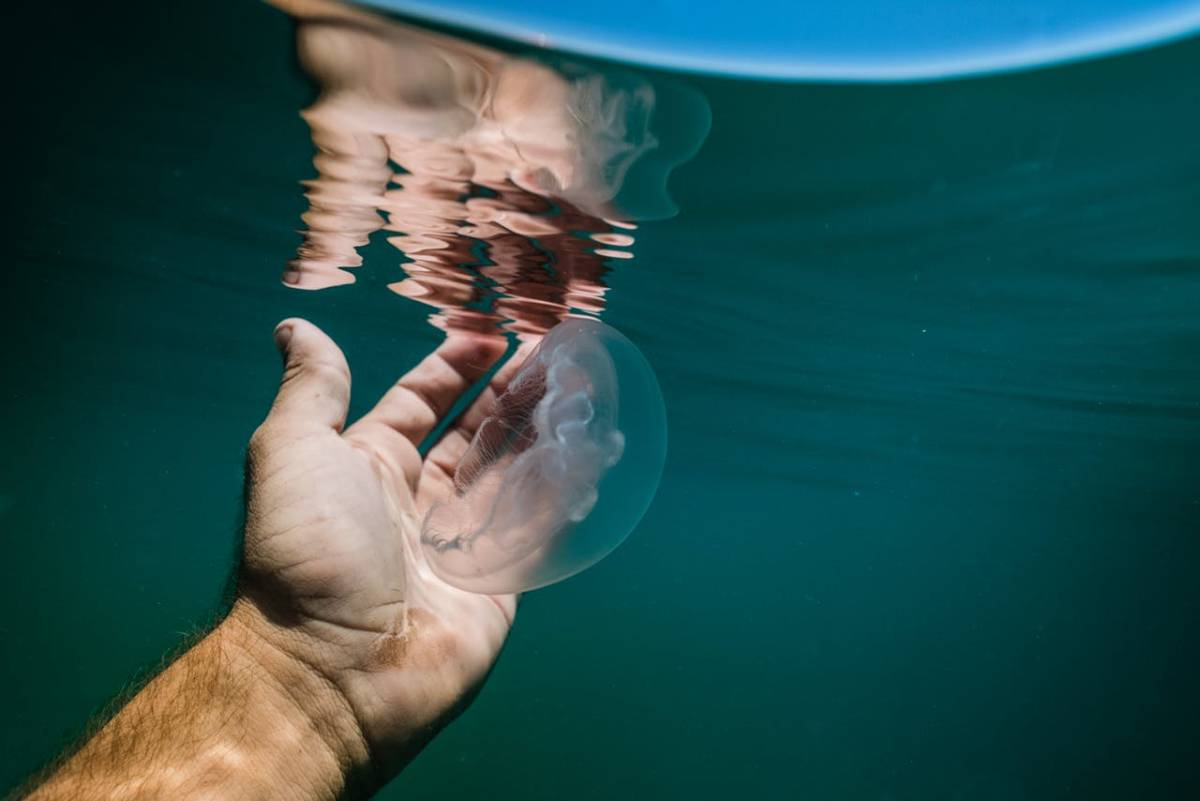 medusas agua