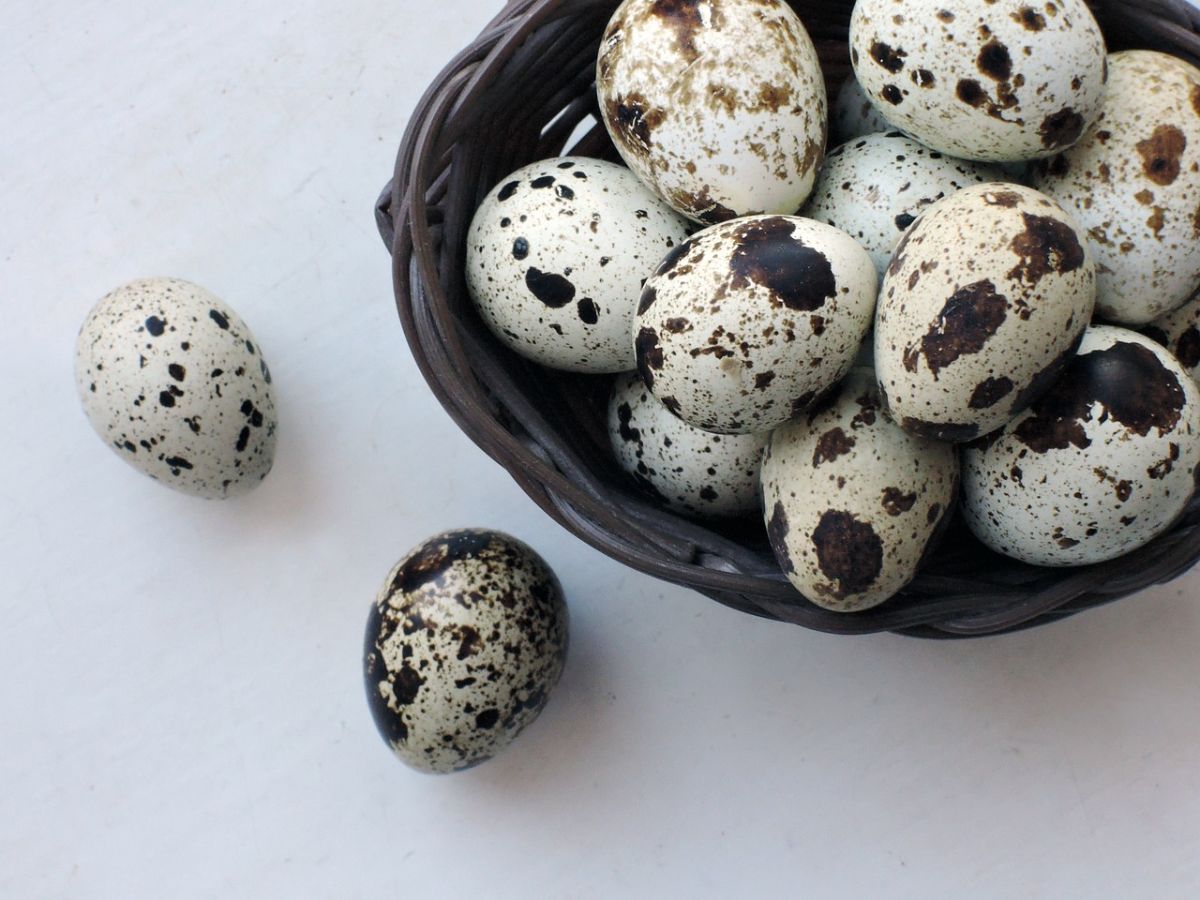 huevos de codorniz para ensalada