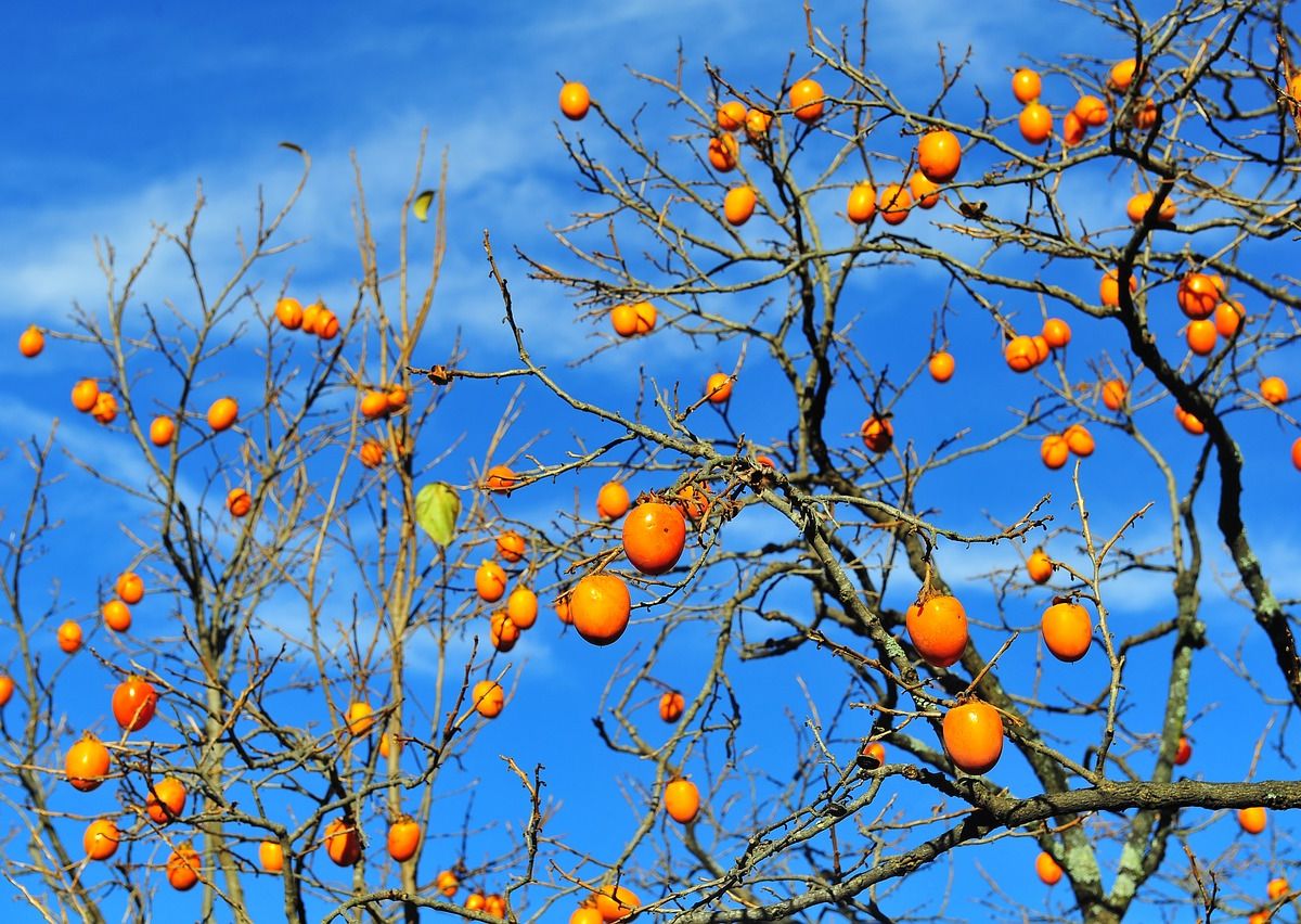 Más que fruta, el caqui es una baya muy curiosa | Consumer