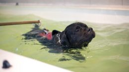 Img perros hidroterapia fisioterapia agua gatos portada