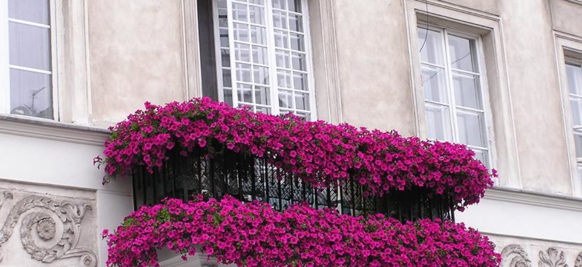 Terrazas y balcones en flor | Consumer