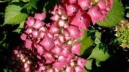 Hortensia rosa