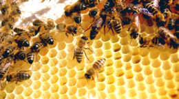 Img abejas