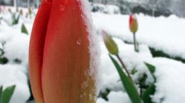 Img tulipan nieve