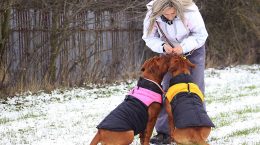 proteger la piel del perro del frío