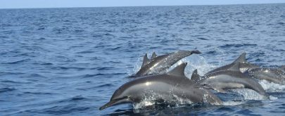 cetáceos medicamentos océanos