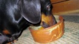 Img perro comiendopruebapeque