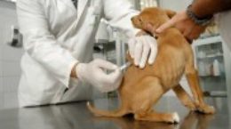 Img perro vacuna peque ajpg