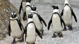 Img pinguinos
