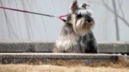 Img anticorrea perro correa mascotas accesorios listado