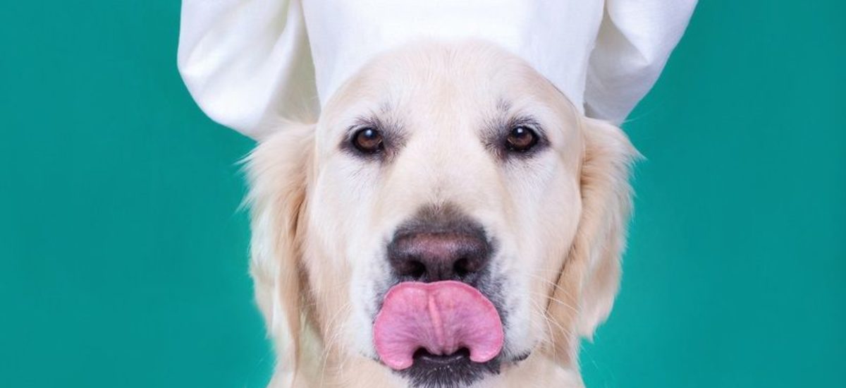 Cocina casera para perros: cinco recetas rápidas, saludables y baratas |  Consumer