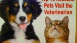 Img perros gatos donan sangre veterinario listado