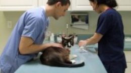 Img veterinario urgencias emergencias animales perros listado