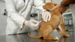 Img perro vacuna peque a2jpg