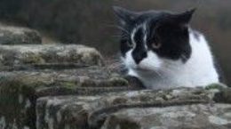 Img gatos secretos videos documentales la vida secreta del gato bbc felinos mascotas comportamiento listado
