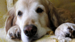 Img muertes perros fallecimientos consejos que hacer animales mascotas consejos