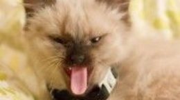 Img gatos lenguas misterio como beben felinos ciencia curiosidades animales mascotas listado