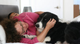 Img hoteles para perros guias encontrar habitaciones admiten mascotas