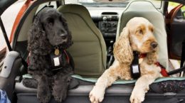Img perros viajar coches